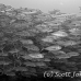 jack_bigeye_dar_h_0041_ecu0810_bw.jpg